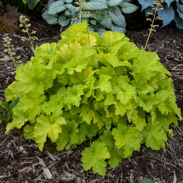 Heuchera 'Twist of Lime'
