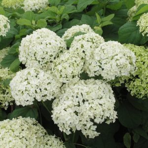 Hydrangea arborescens 'Annabelle'
