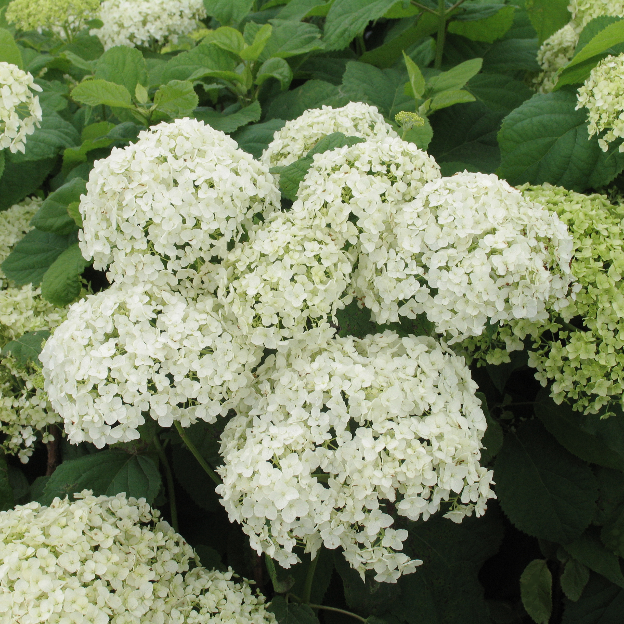 Hydrangea arborescens 'Annabelle'