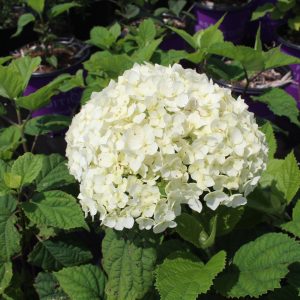 Hydrangea arborescens 'Flowerfull'
