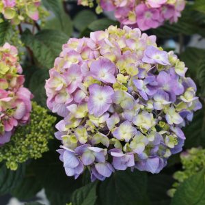 Hydrangea 'Endless Summer Bloomstruck'