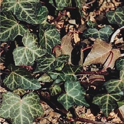 Hedera helix 'Baltica'