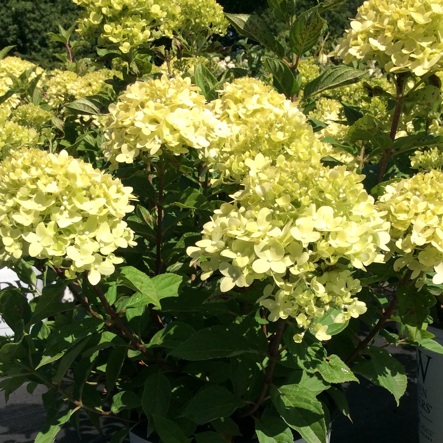 Hydrangea paniculata 'Little Lime'