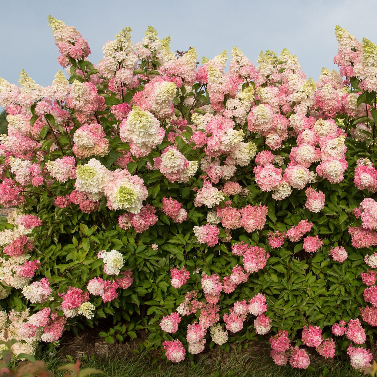 Hydrangea paniculata 'Berry White'