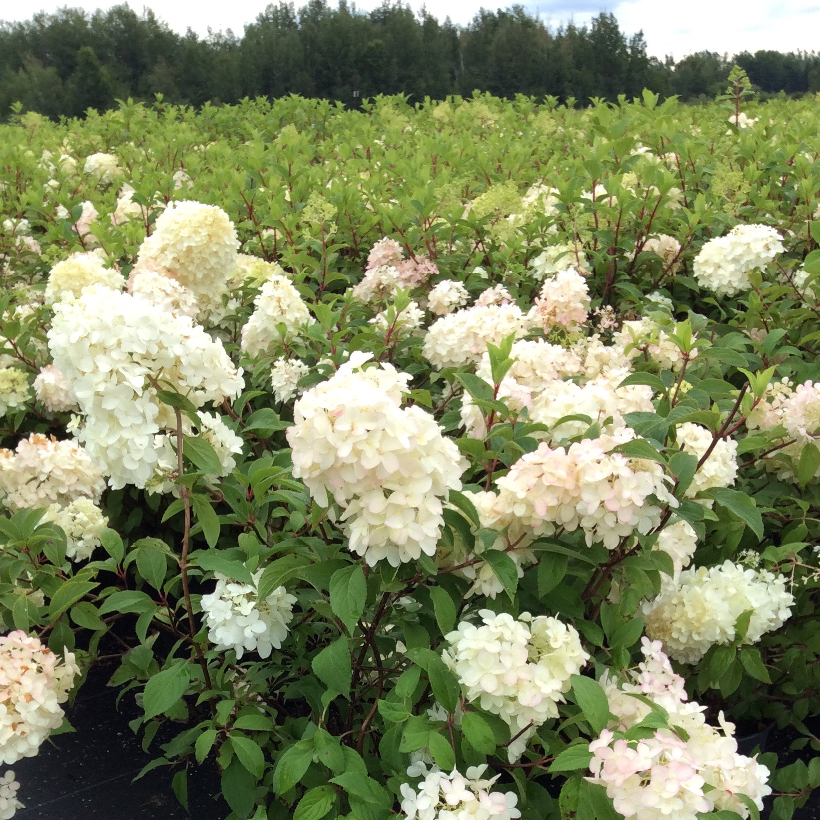 Hydrangea paniculata 'Diamantino'