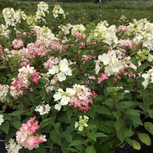 Hydrangea paniculata 'Diamant Rouge'