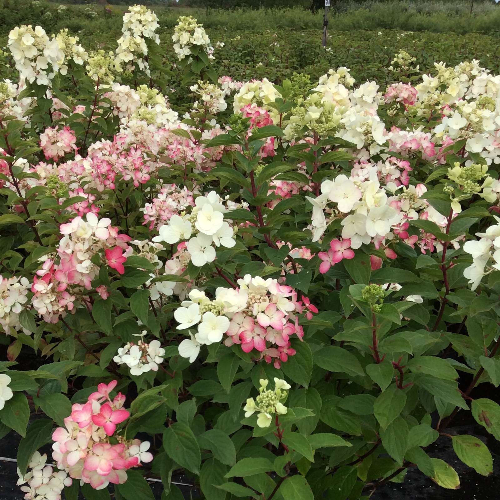 Hydrangea paniculata 'Diamant Rouge'