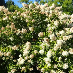 Hydrangea paniculata 'Grandiflora'