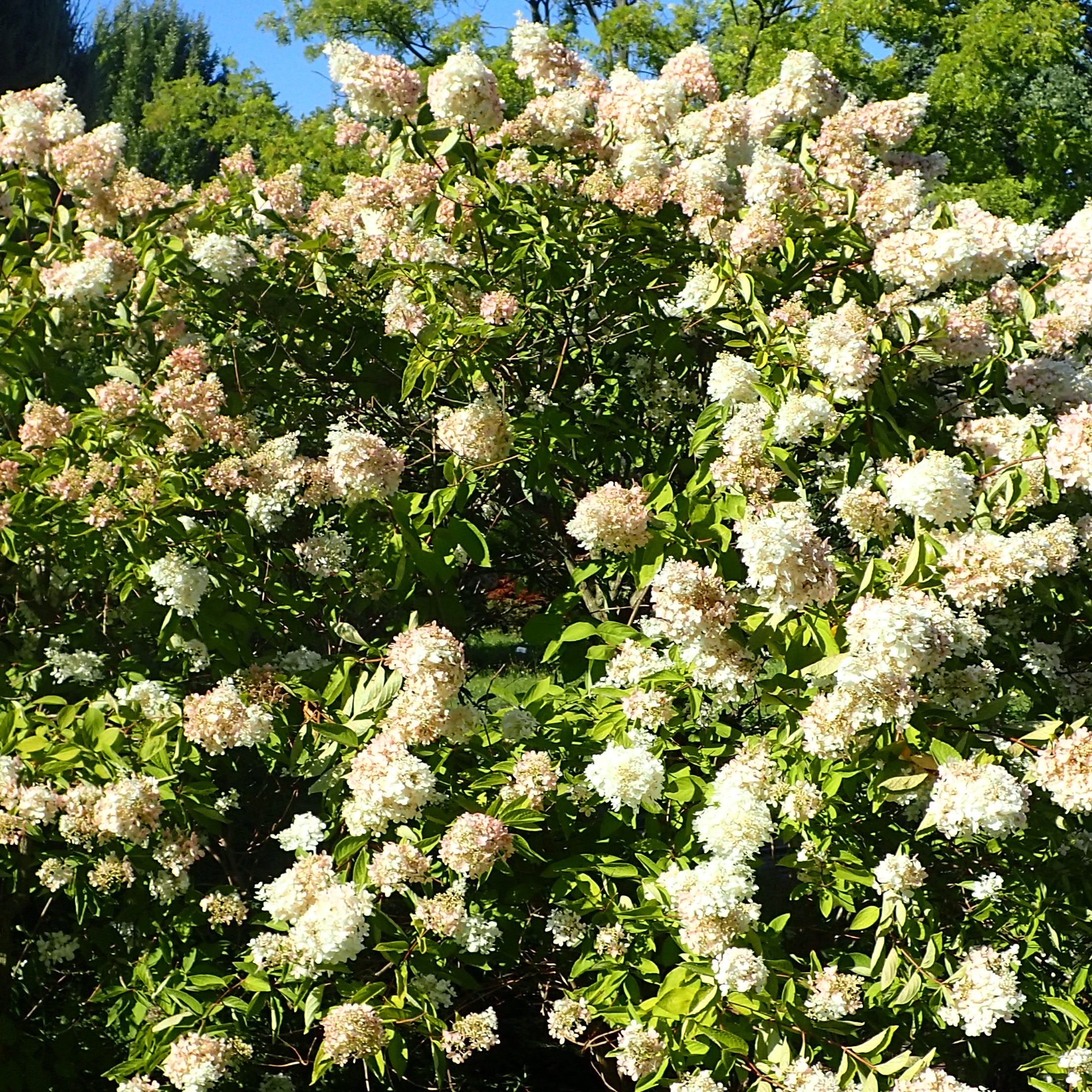 Hydrangea paniculata 'Grandiflora'