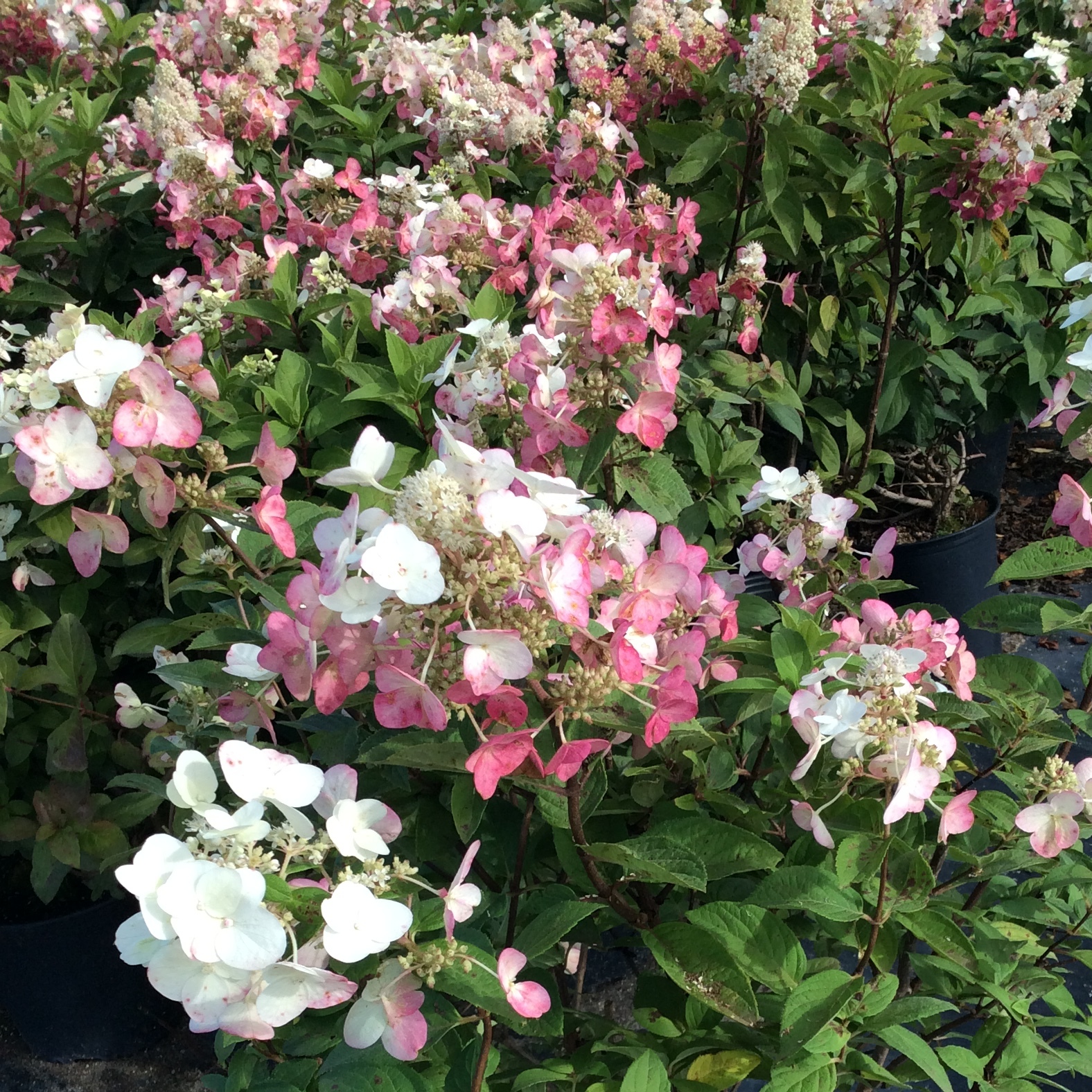 Hydrangea paniculata 'Mega Mindy'
