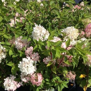 Hydrangea paniculata 'Phantom'