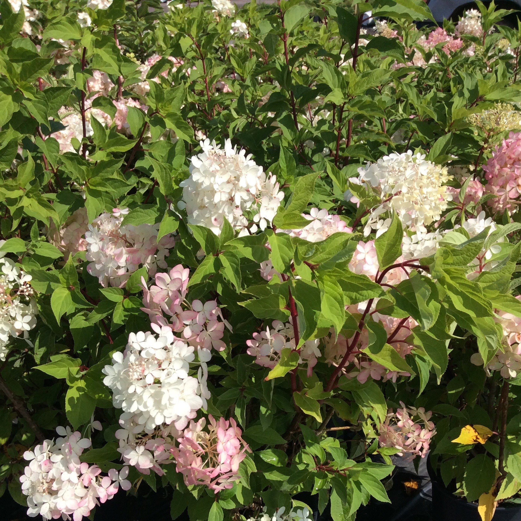 Hydrangea paniculata 'Phantom'