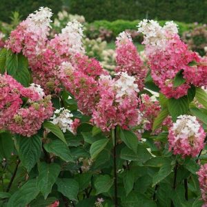 Hydrangea paniculata 'Pinky Winky Prime'