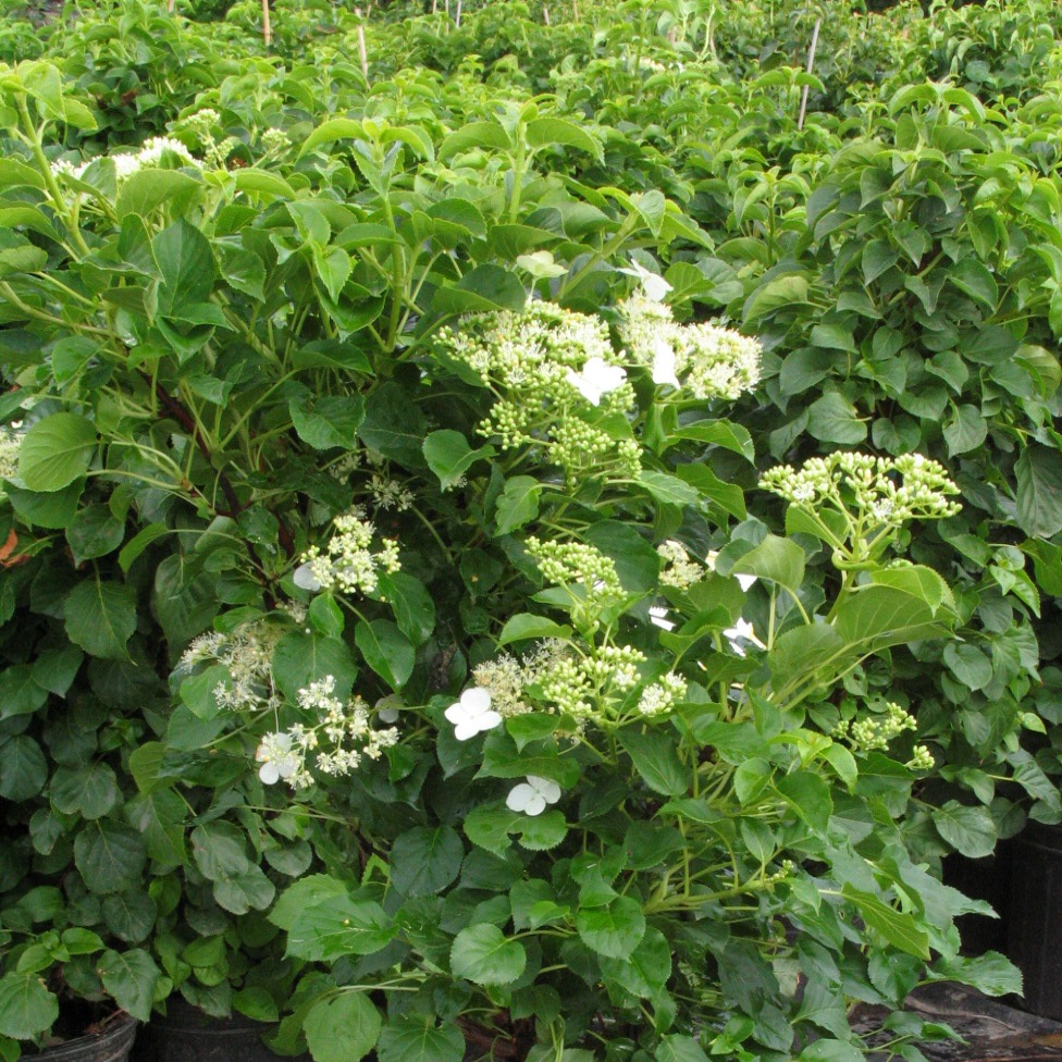 Hydrangea petiolaris