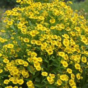 Helenium 'Kanaria'