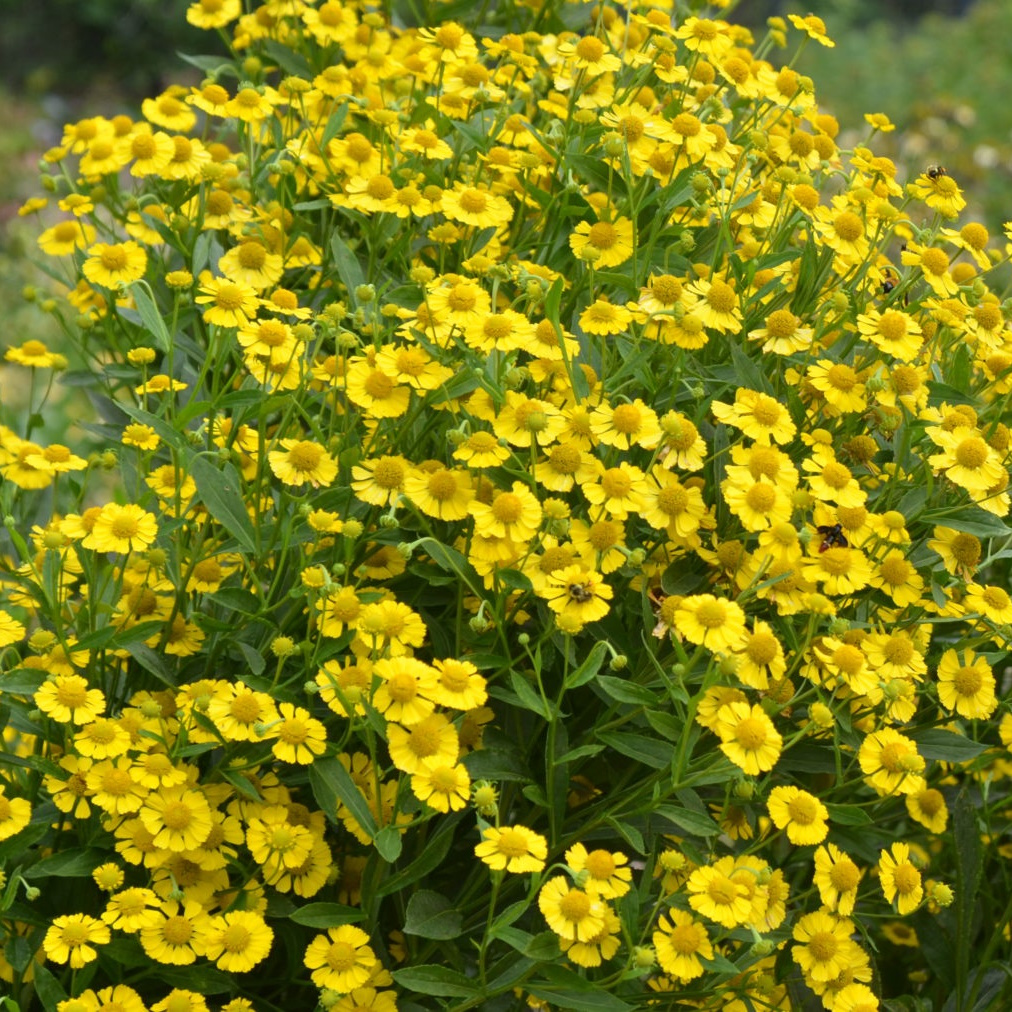 Helenium 'Kanaria'