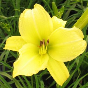 Hemerocallis 'Alice in Wonderland'