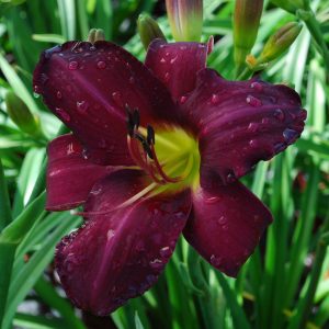 Hemerocallis 'Bela Lugosii'