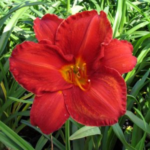 Hemerocallis 'Chicago Apache'