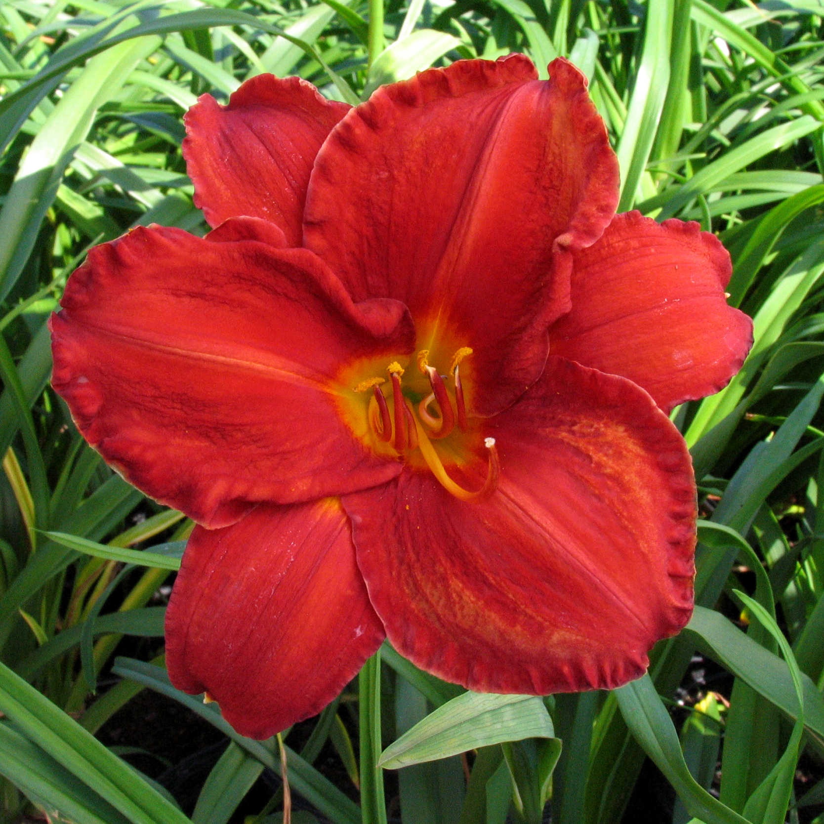 Hemerocallis 'Chicago Apache'