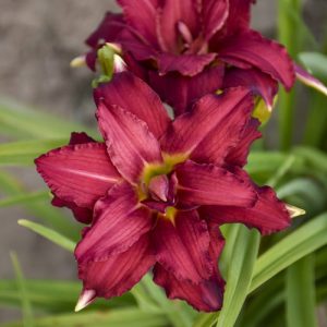 Hemerocallis 'Double Pardon Me'