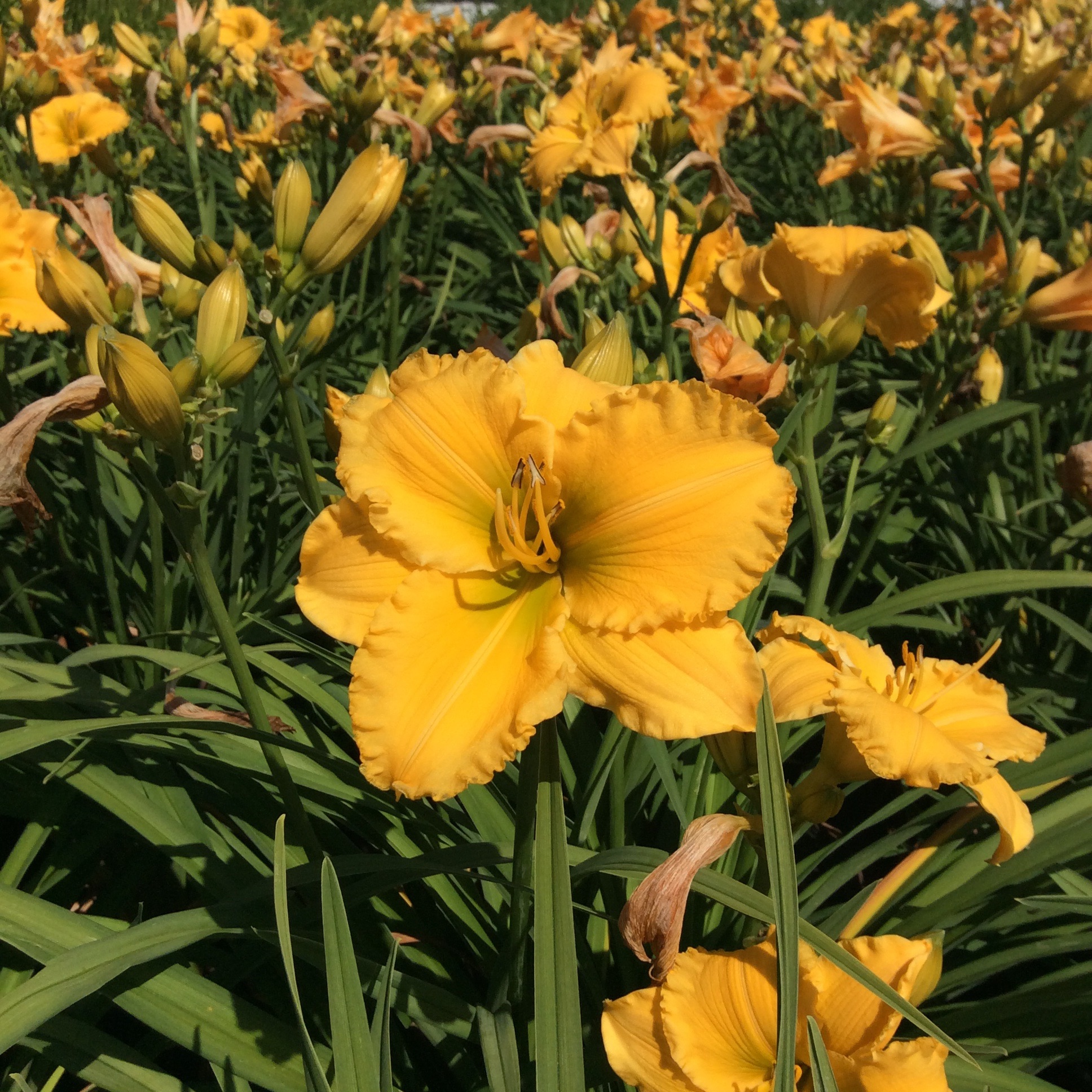Hemerocallis 'Elegant Explosion'