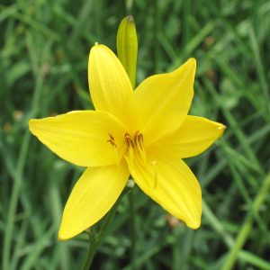 Hemerocallis 'Flava'