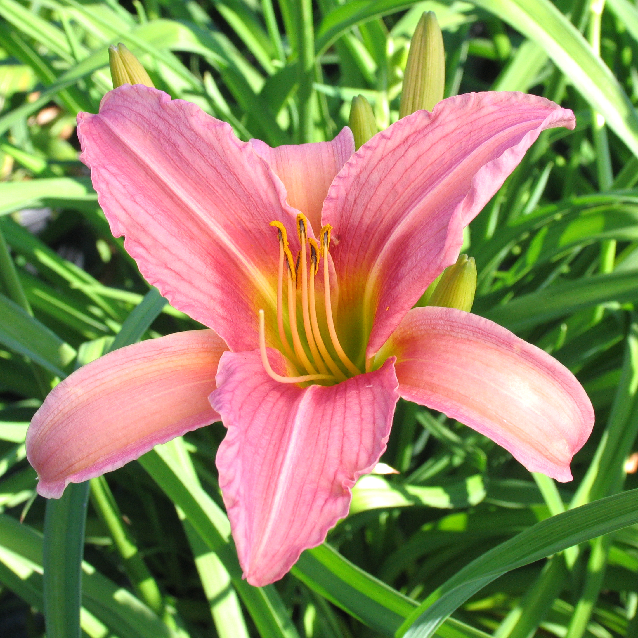 Hemerocallis 'Fairy East'