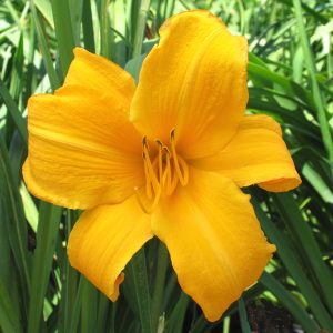Hemerocallis 'Golden Plover'