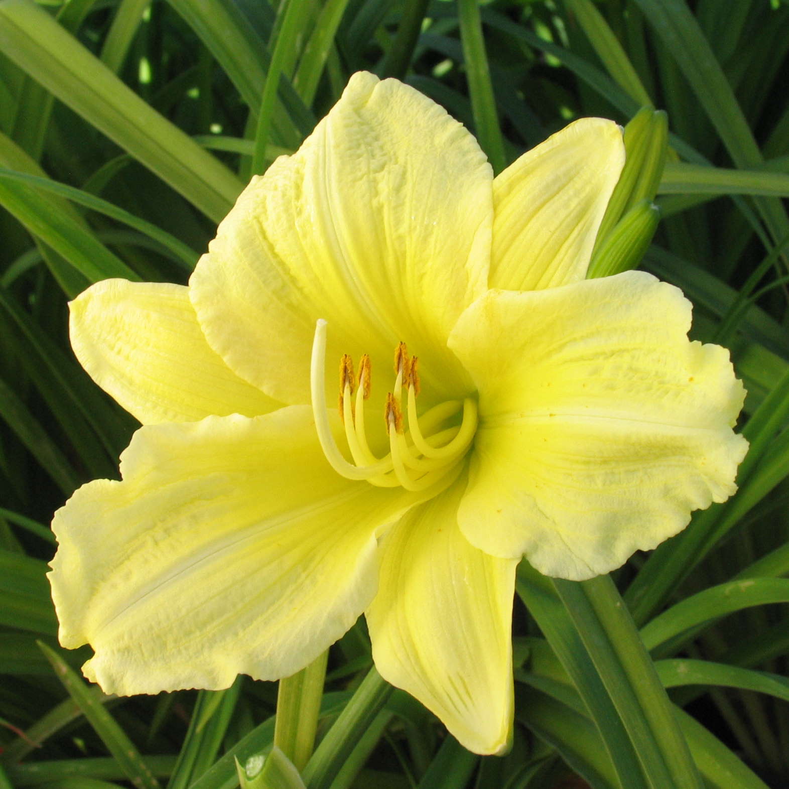 Hemerocallis 'Going Bananas'