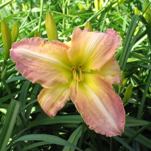 Hemerocallis 'Georges Caleb Bingham'