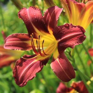 Hemerocallis 'Hawthorne'