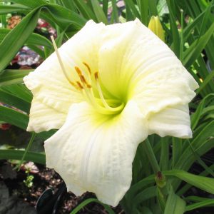 Hemerocallis 'Joan Senior'