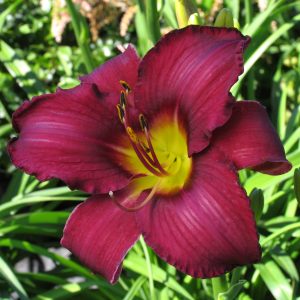 Hemerocallis 'King Royal'