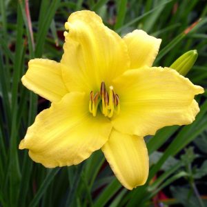 Hemerocallis 'Moon Traveler'