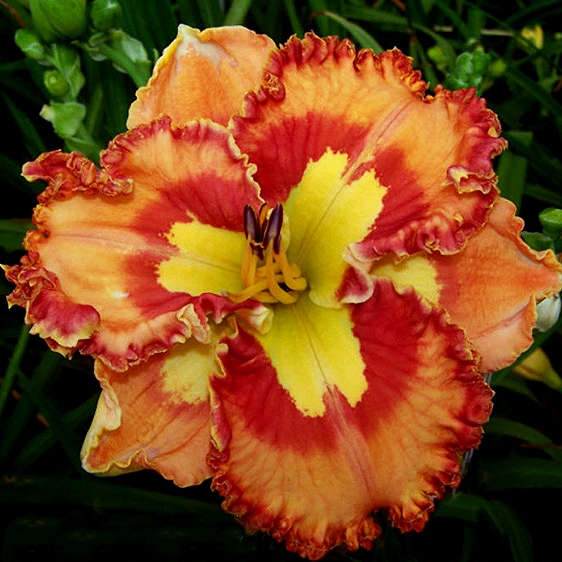 Hemerocallis 'Mexican Fiesta'