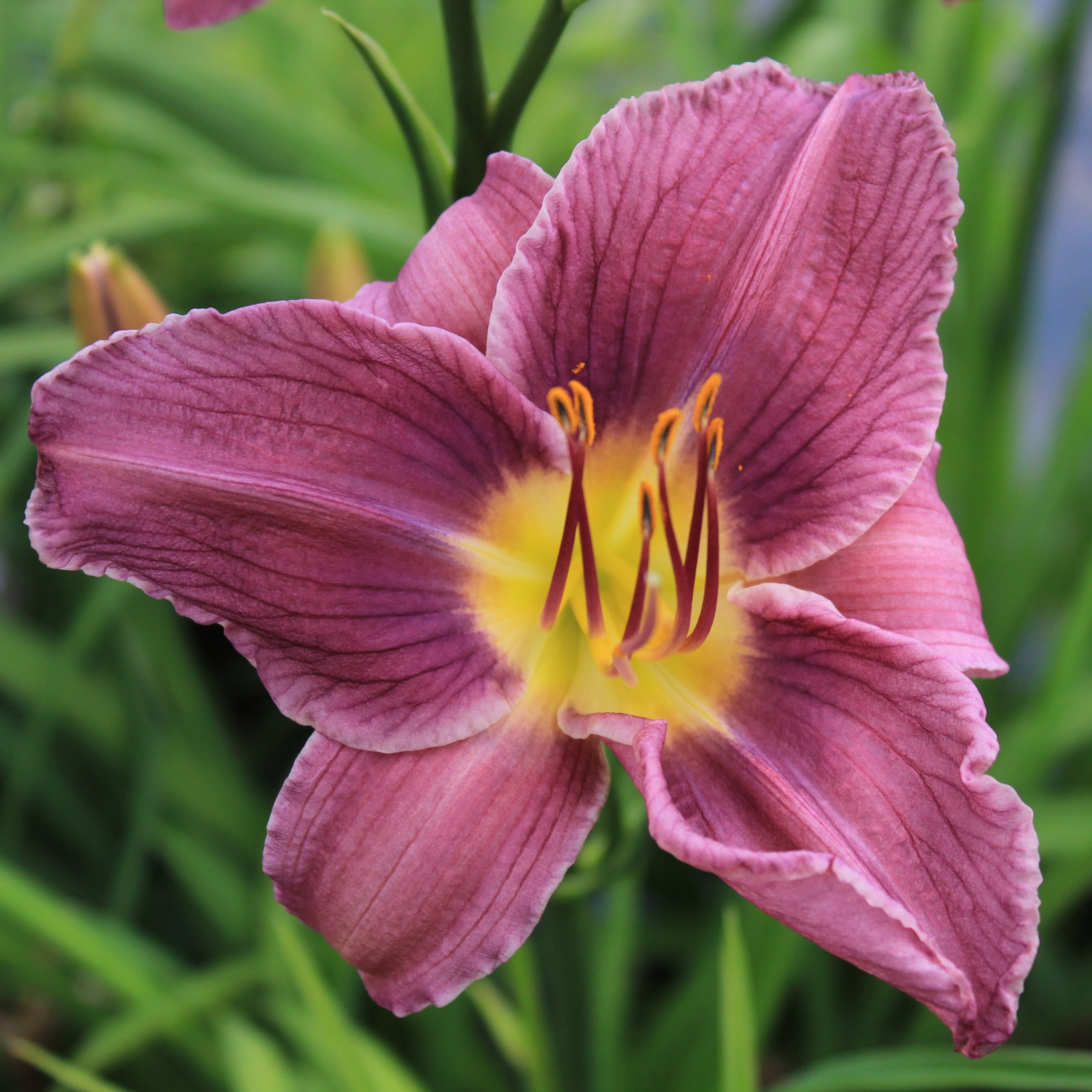Hemerocallis 'Prairie Blue Eyes'