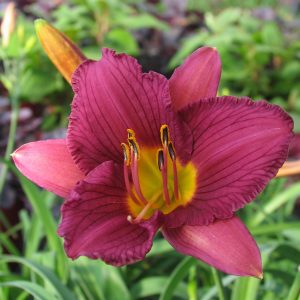 Hemerocallis 'Purple d' Oro'