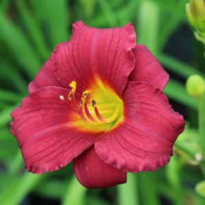 Hemerocallis 'Pardon Me'