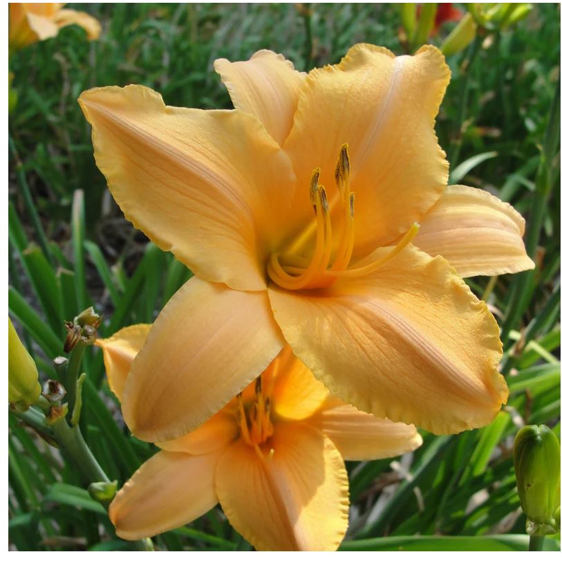 Hemerocallis 'Ruffled Apricot'