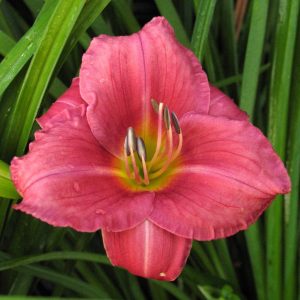 Hemerocallis 'Rosy Return'