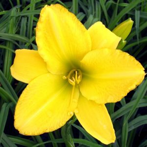 Hemerocallis 'Sherwood Gladiator'