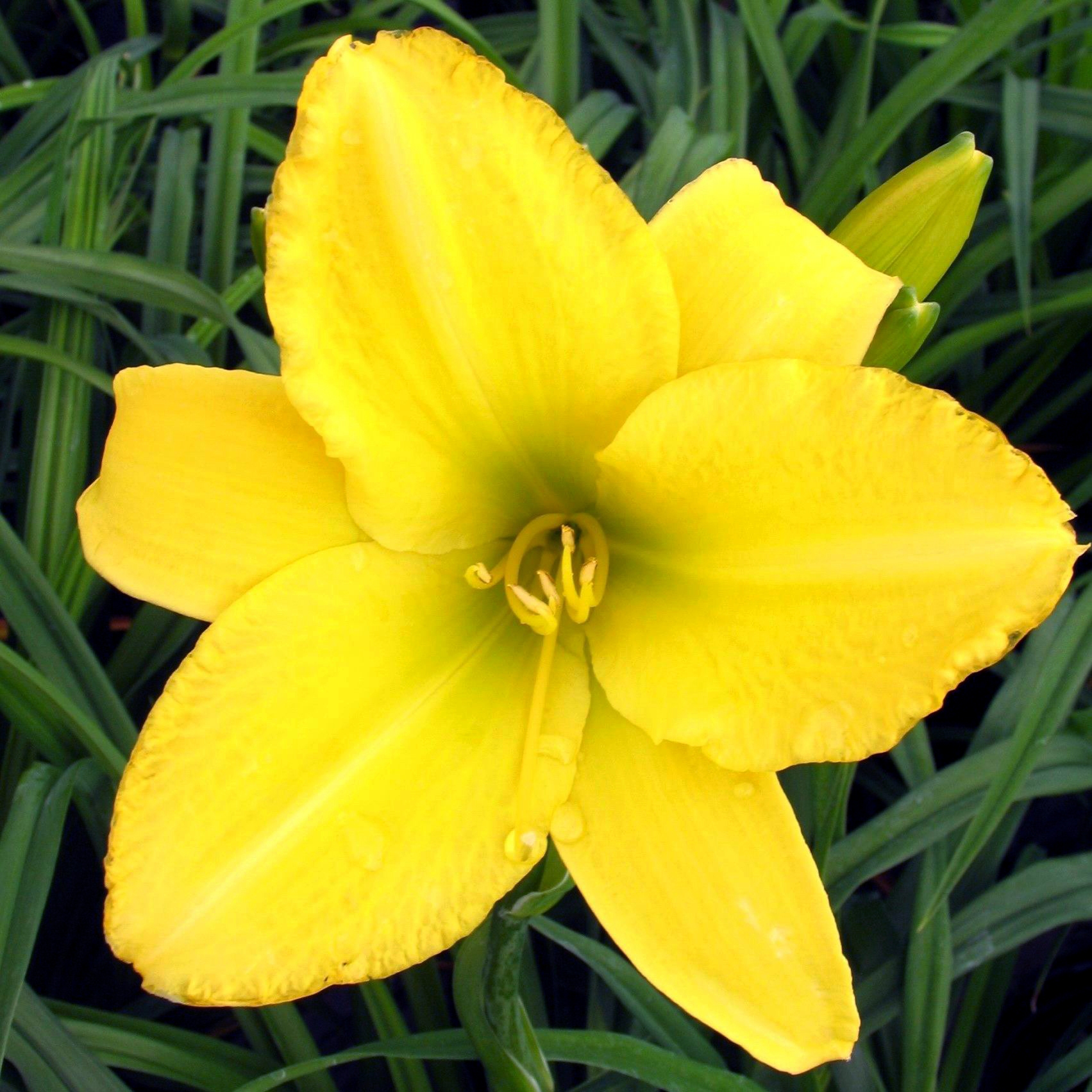 Hemerocallis 'Sherwood Gladiator'