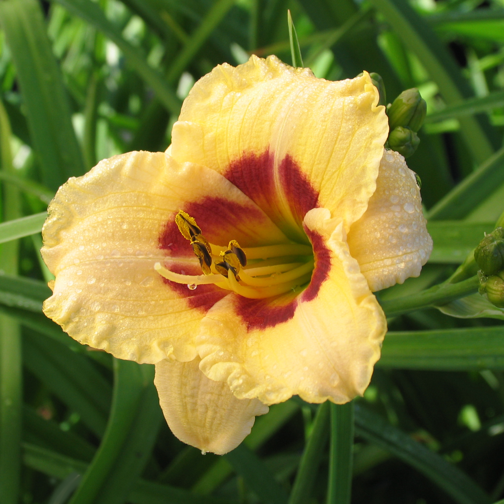Hemerocallis 'Siloam Sugar Time'