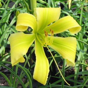 Hemerocallis 'Spider Miracle'