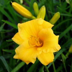 Hemerocallis 'Stella de Oro'