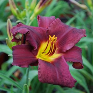 Hemerocallis 'Stella in Purple'