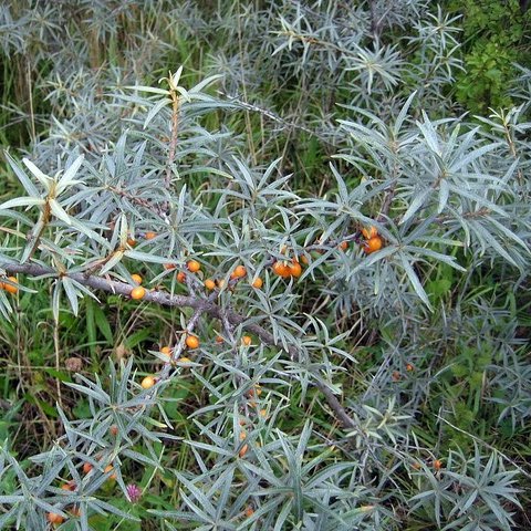 Hippophae rhamnoïdes