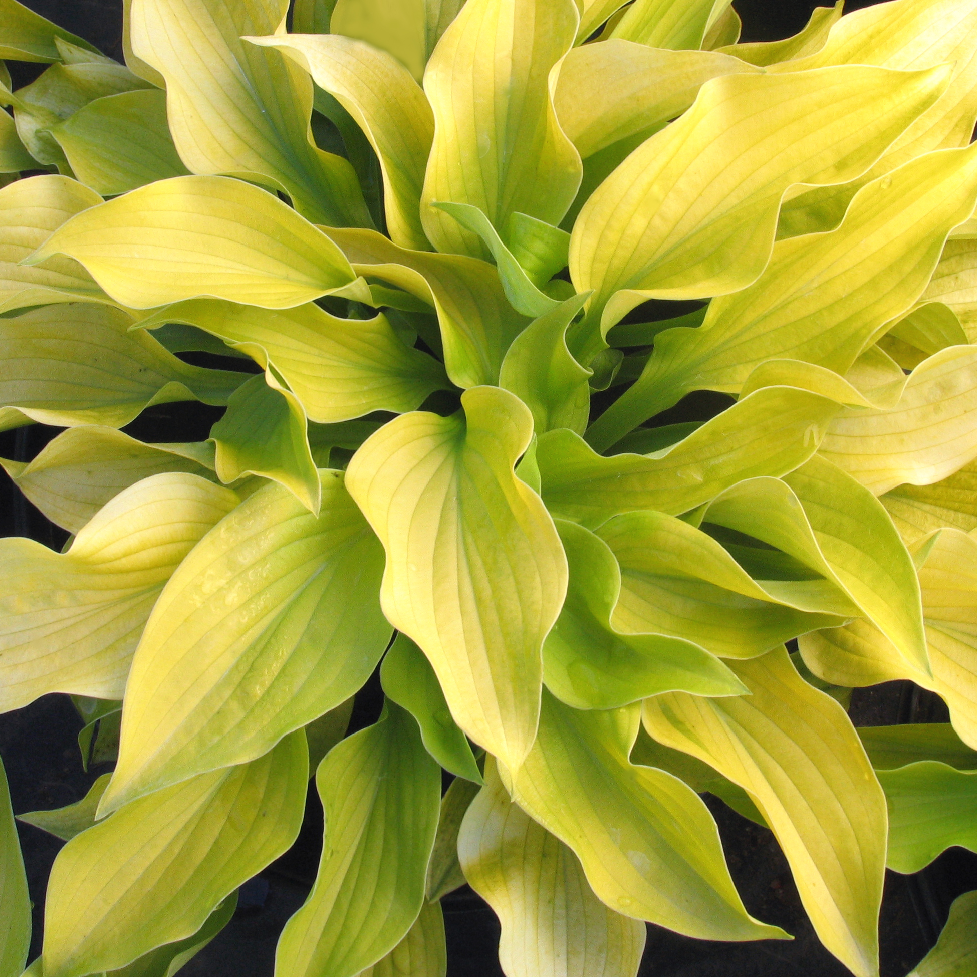Hosta 'August Moon'