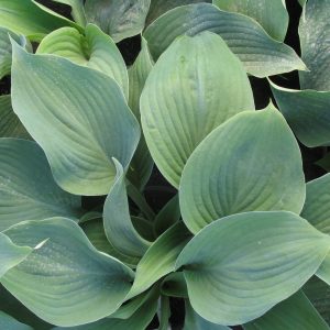 Hosta 'Blue Angel'